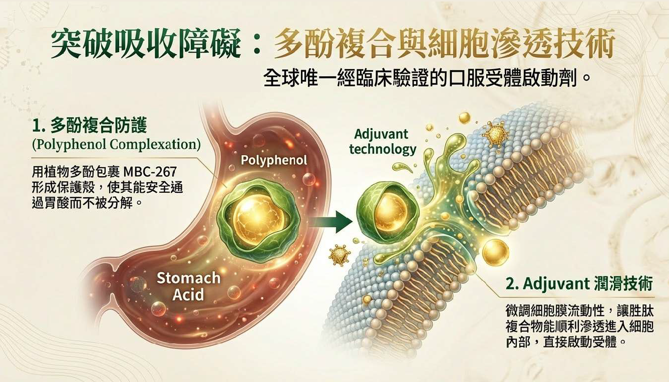 突破吸收障礙